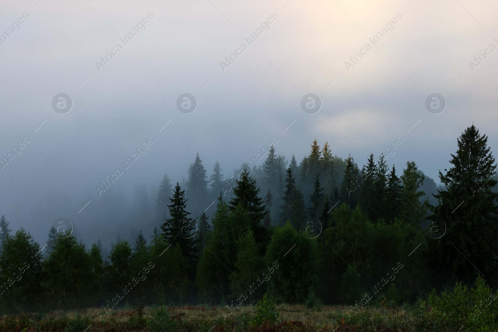 Photo of Picturesque view foggy forest in mountains on morning