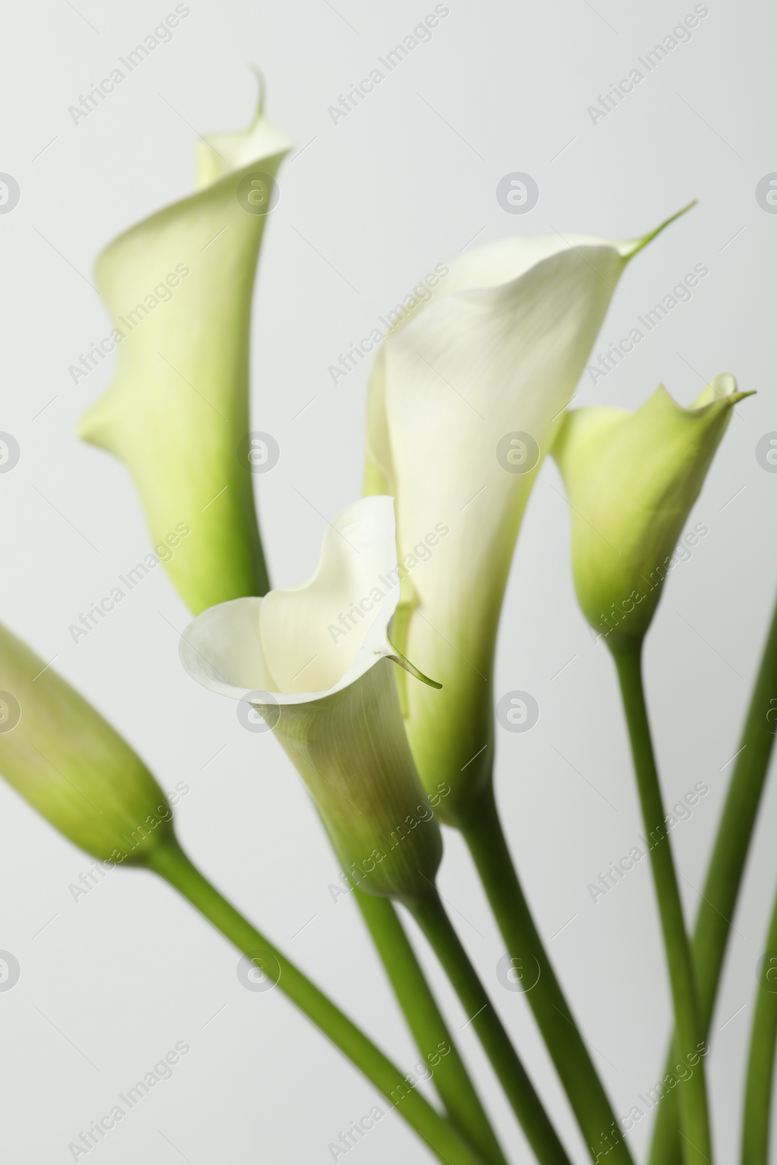 Photo of Beautiful calla lily flowers on white background, closeup