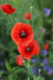 Beautiful red poppy flowers growing in field, closeup