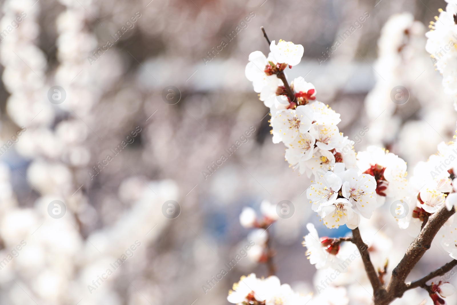 Photo of Beautiful apricot tree branches with tiny tender flowers outdoors, space for text. Awesome spring blossom