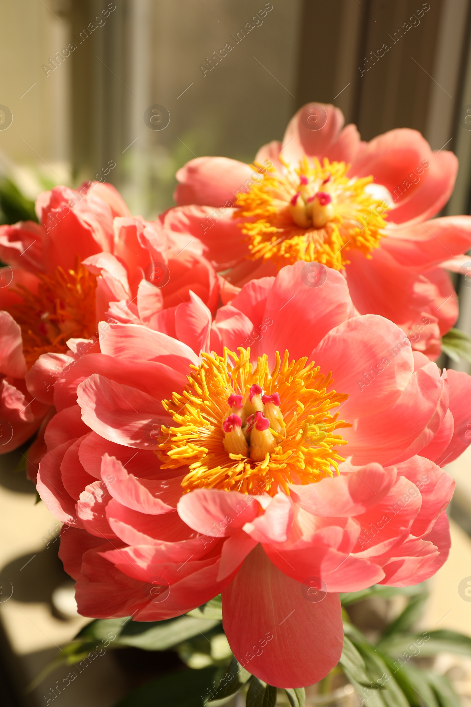 Photo of Beautiful pink peony flowers on windowsill indoors, closeup