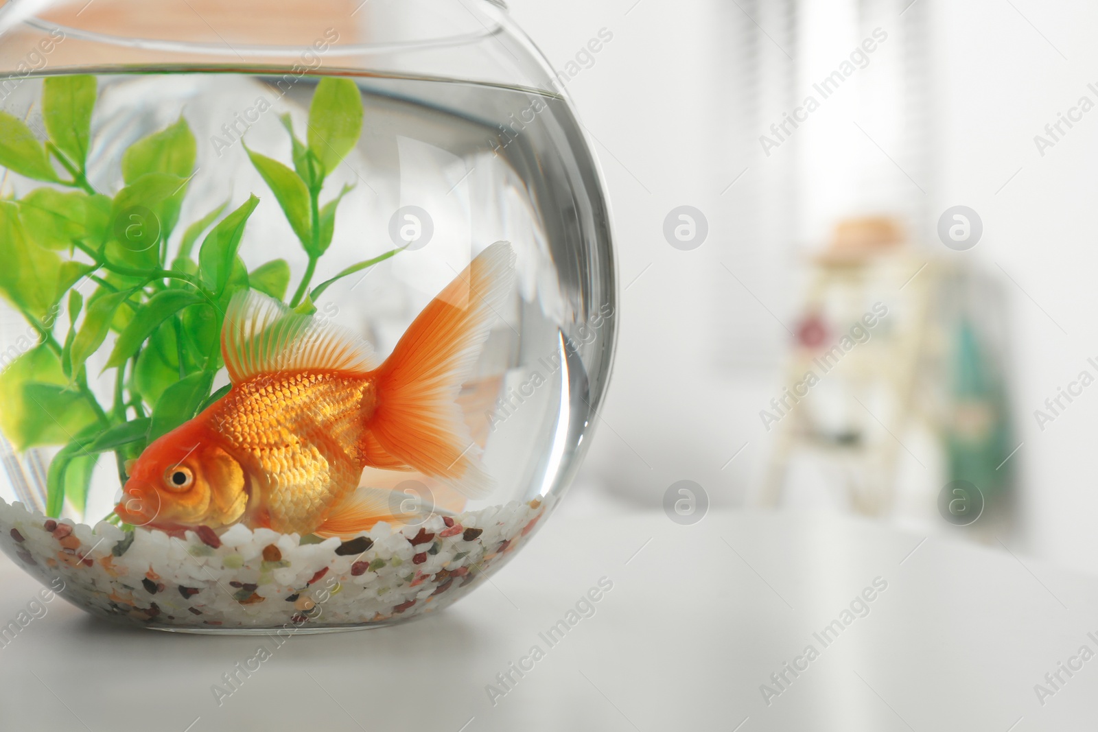 Photo of Beautiful bright small goldfish in round glass aquarium on table indoors, closeup. Space for text