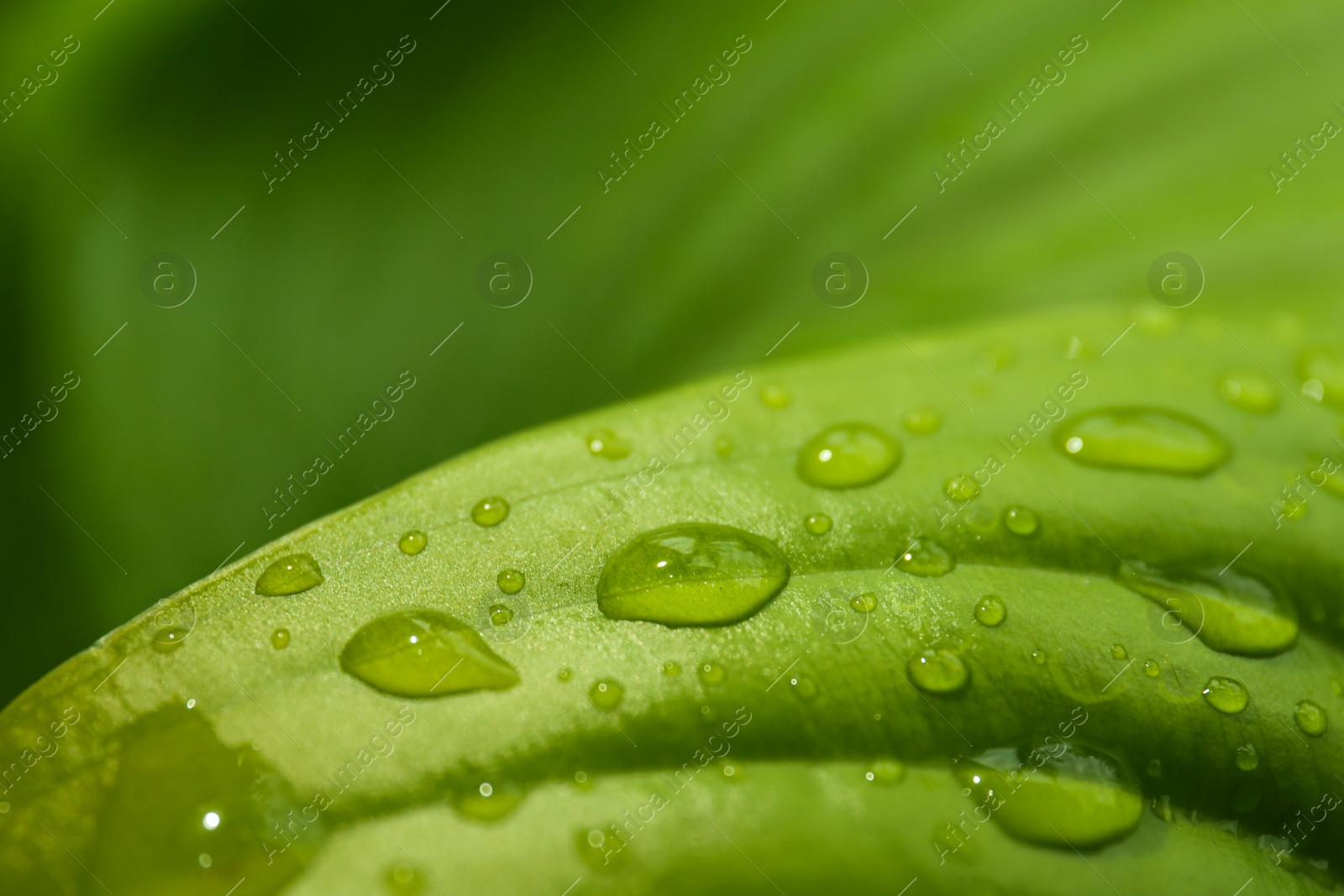 Photo of Closeup view of hosta plant with dew drops