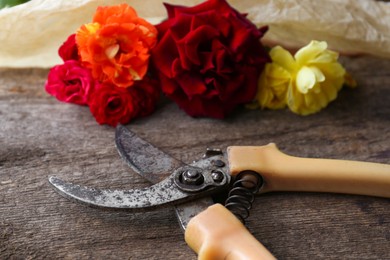 Photo of Old secateur and beautiful roses on wooden surface, closeup