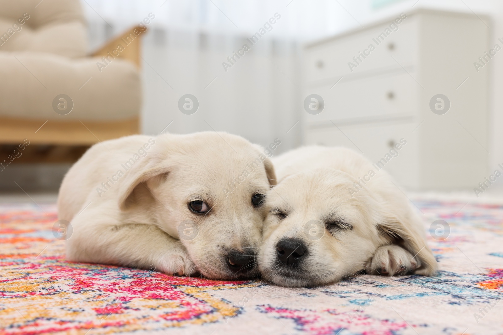 Photo of Cute little puppies lying on carpet indoors