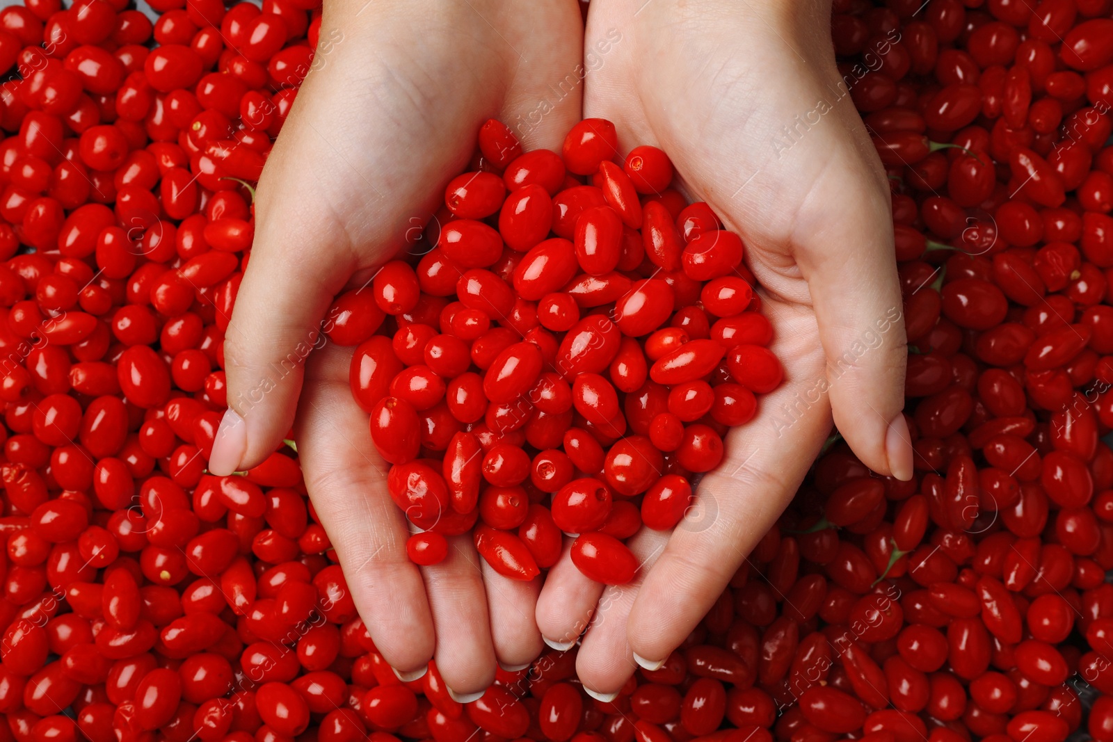 Photo of Woman holding pile of fresh ripe goji berries, top view