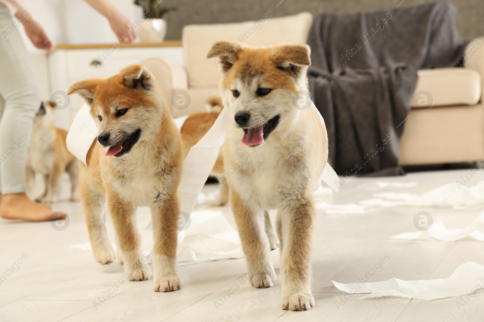 Photo of Cute akita inu puppies playing with toilet paper indoors