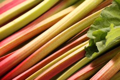 Many ripe rhubarb stalks and leaf as background, closeup