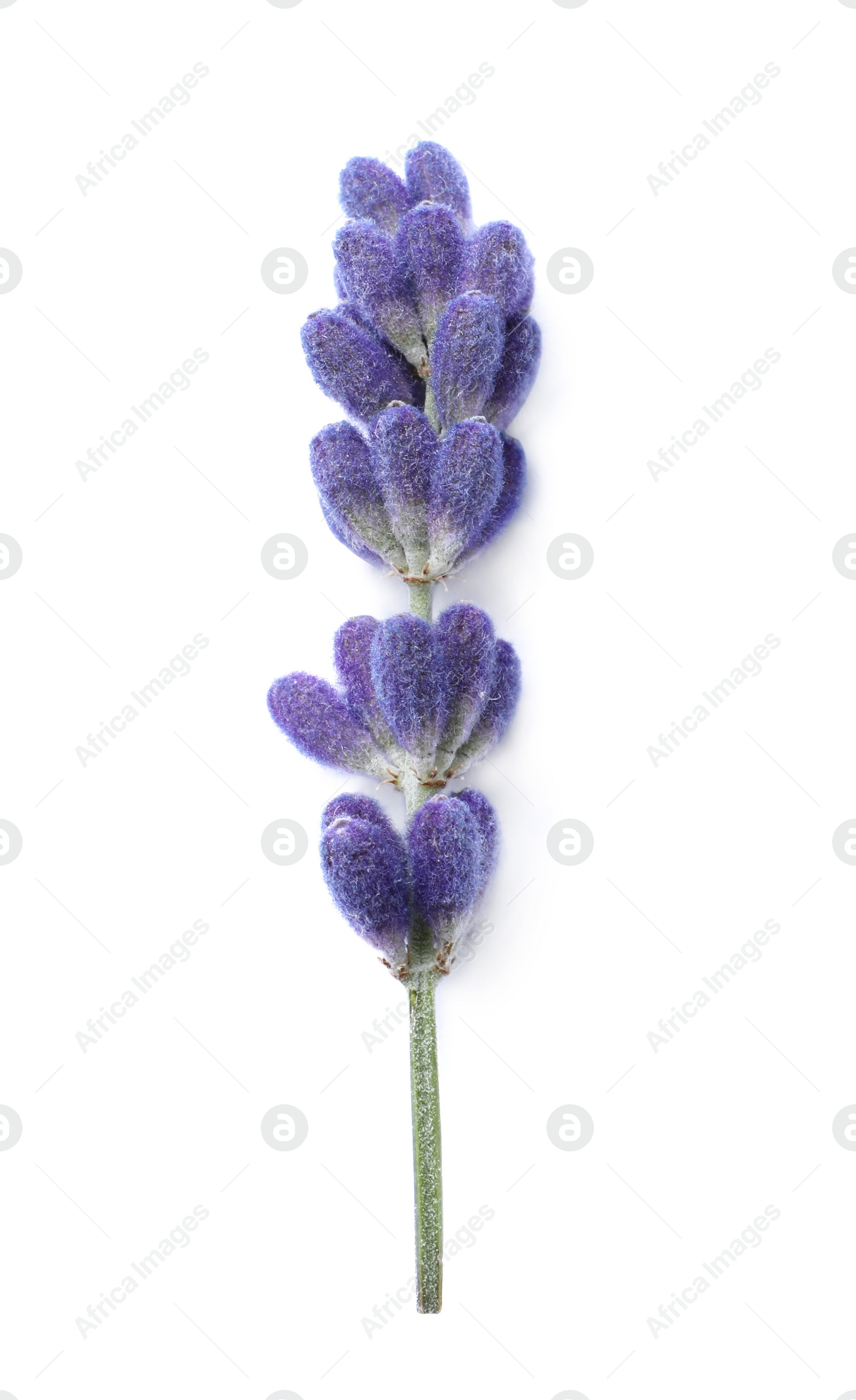 Photo of Beautiful lavender flower isolated on white. Fresh herb