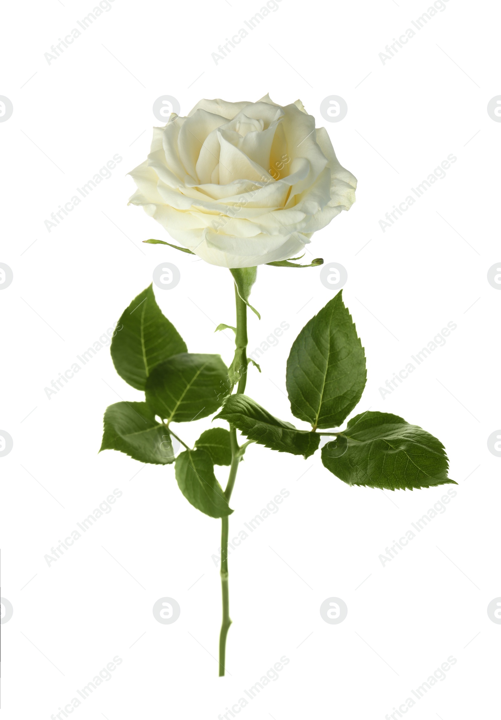 Photo of Beautiful fresh rose on white background. Funeral symbol