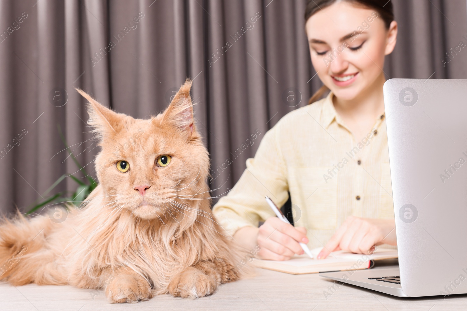 Photo of Woman working at desk, focus on cat. Home office