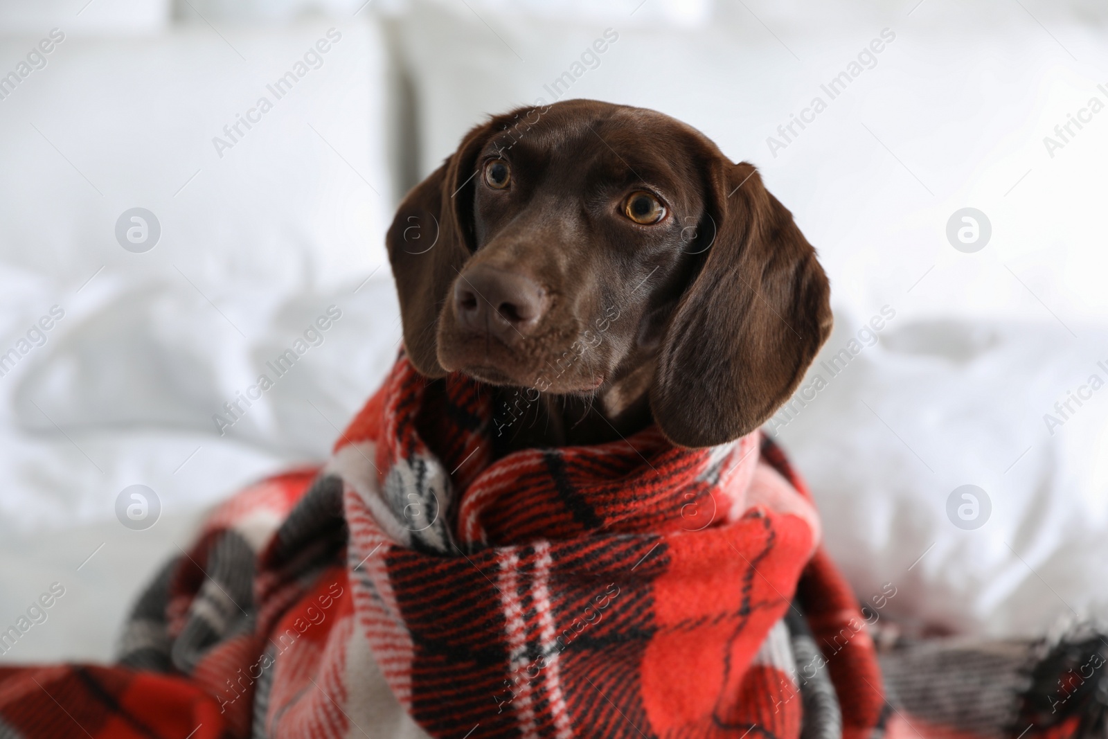 Photo of Adorable dog under plaid on bed at home, closeup