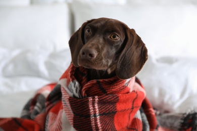 Adorable dog under plaid on bed at home, closeup