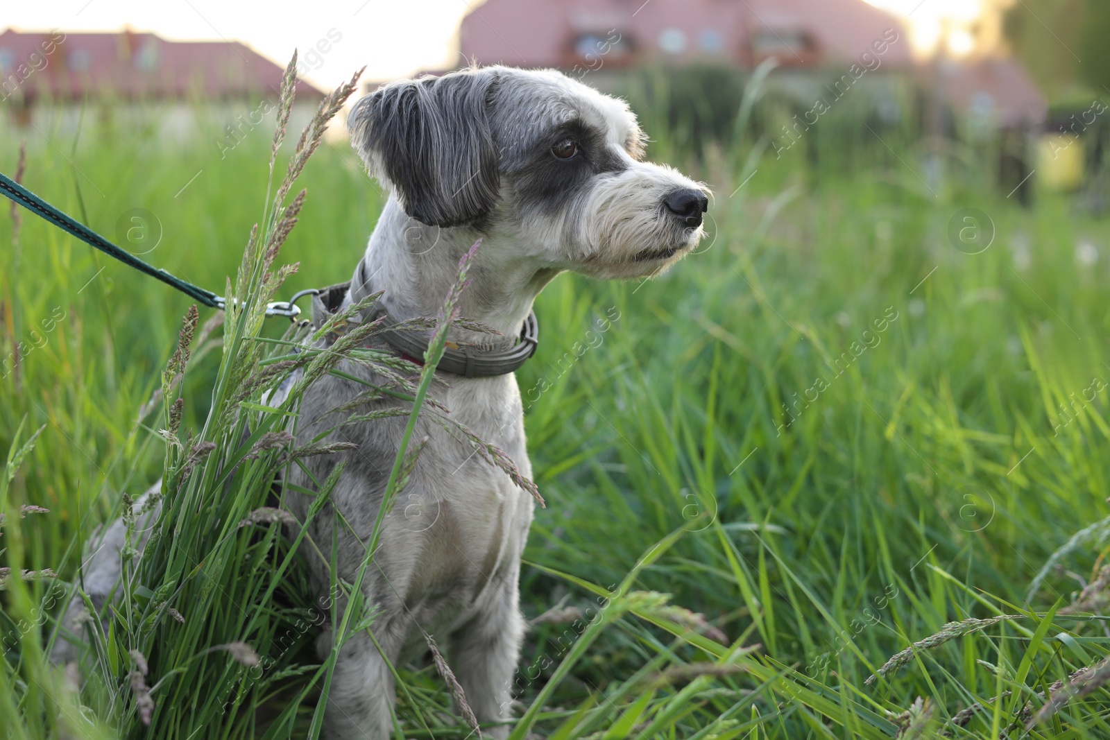 Photo of Cute dog with leash sitting in green grass outdoors