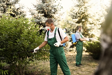 Photo of Workers spraying pesticide onto bushes outdoors. Pest control