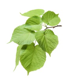 Photo of Branch of linden tree with young fresh green leaves isolated on white. Spring season