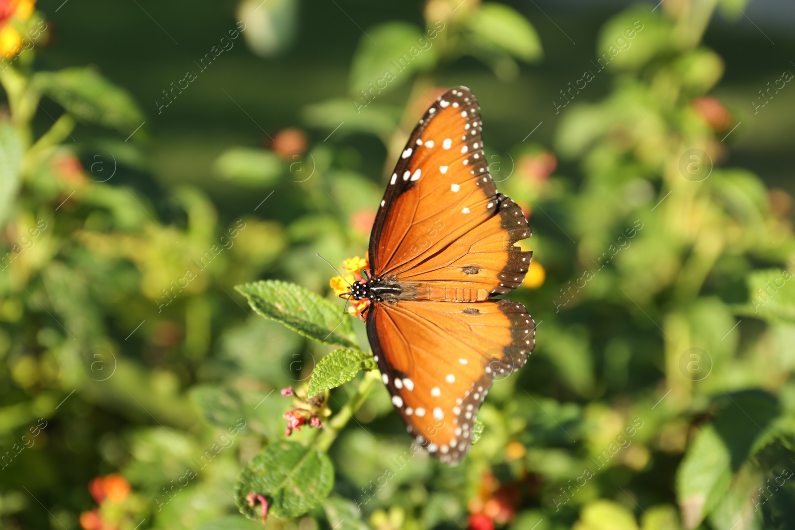 Photo of Beautiful orange Monarch butterfly on plant outdoors