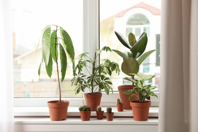 Photo of Different indoor plants on window sill at home