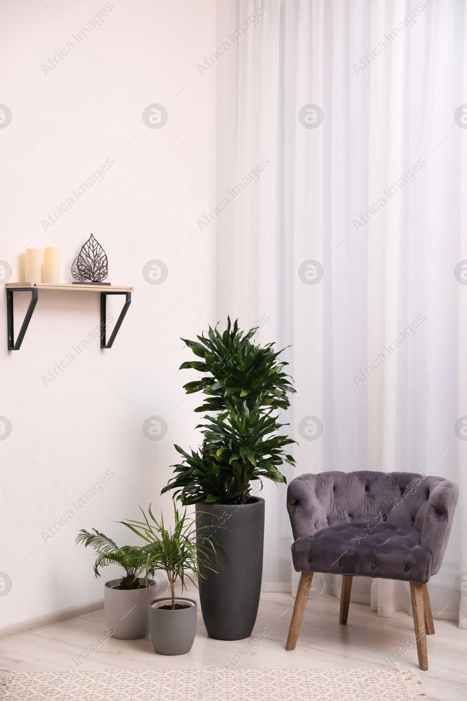 Photo of Stylish room interior with beautiful plants and comfortable armchair