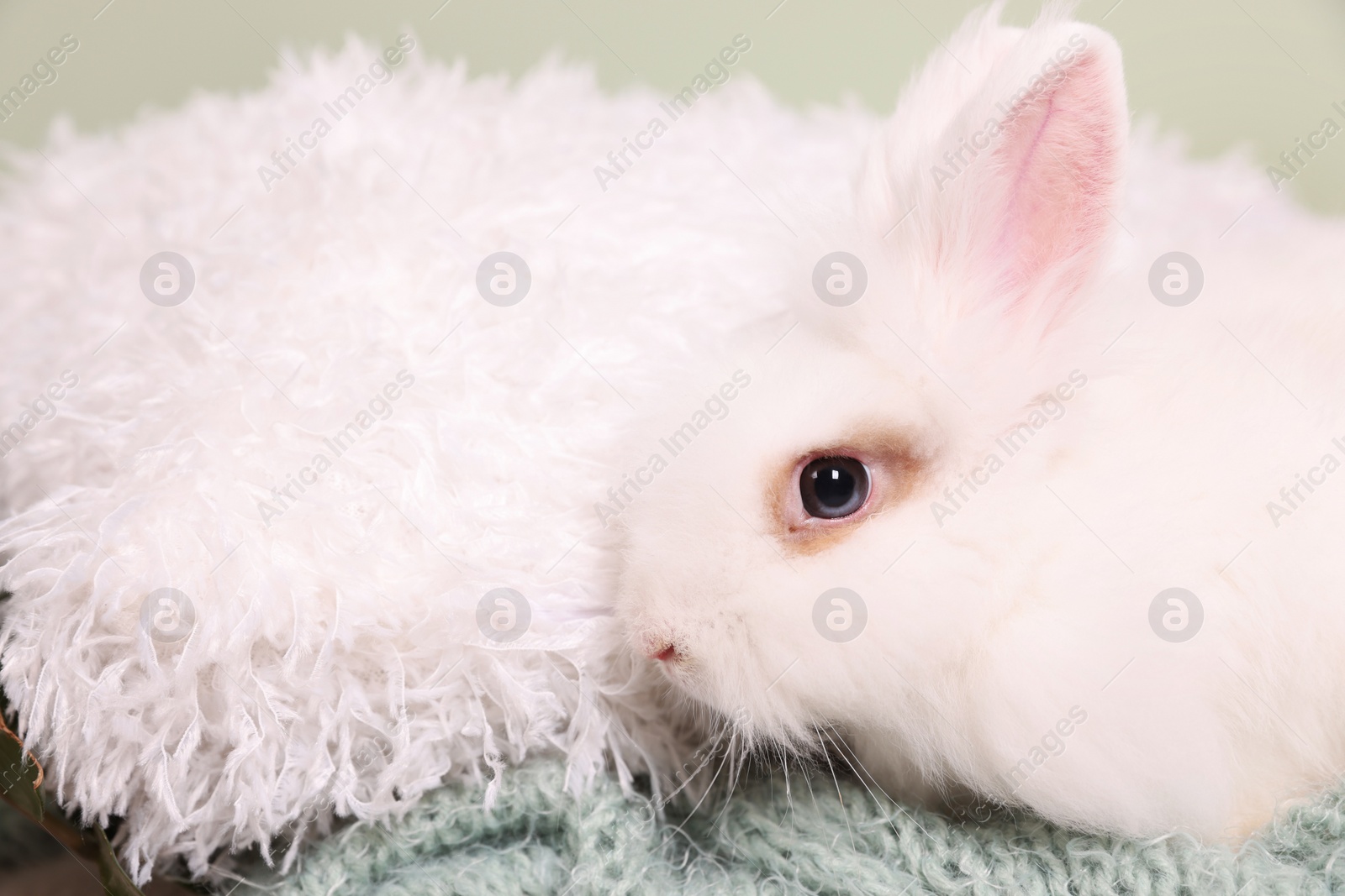 Photo of Fluffy white rabbit on soft blanket, closeup. Cute pet