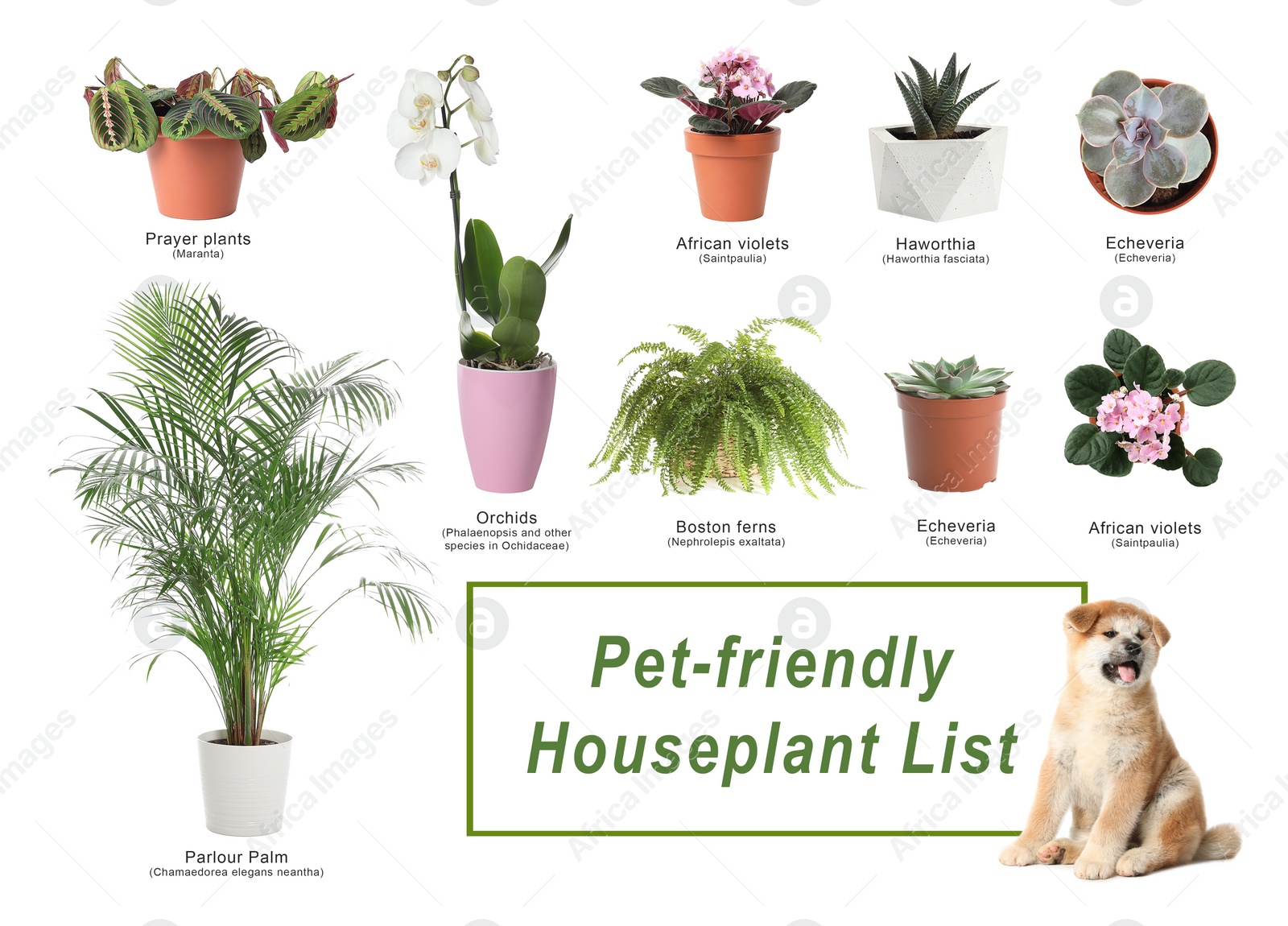 Image of List of pet-friendly houseplants on white background