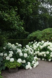 Photo of Beautiful park with blooming hydrangeas and paved pathway. Landscape design