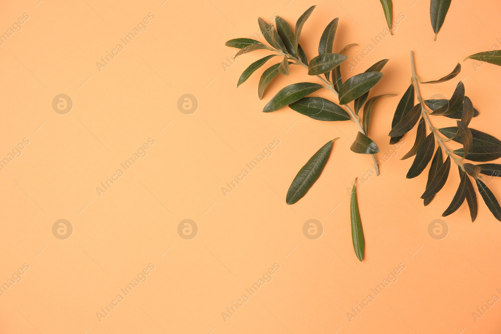 Photo of Olive twigs with fresh green leaves on pale orange background, flat lay. Space for text