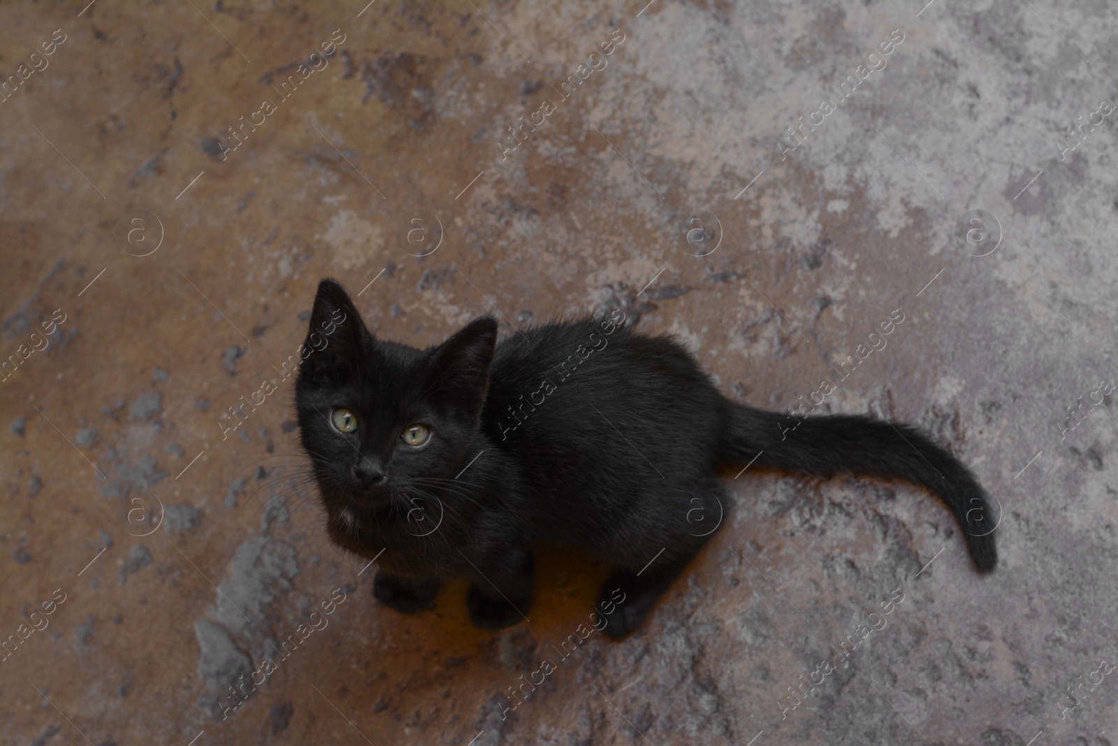 Photo of Cute stray cat sitting on stone surface outdoors, above view