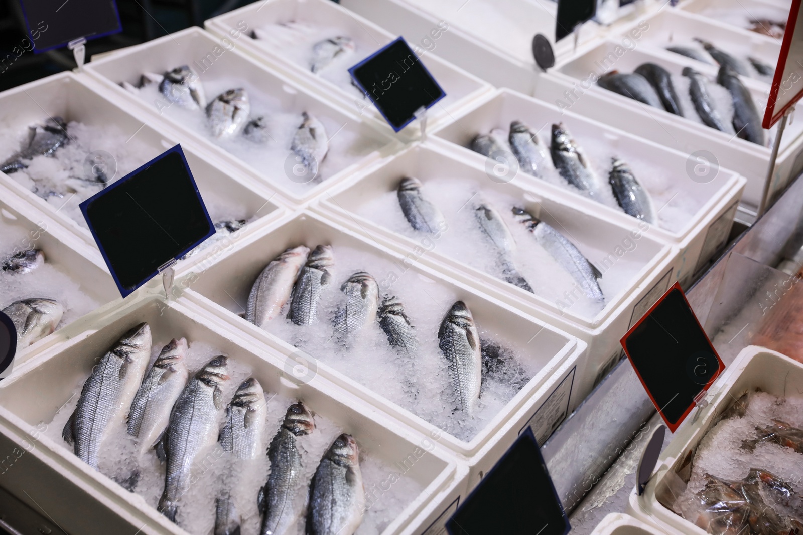 Photo of Fresh fish on display with ice at wholesale market