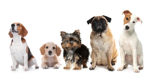 Image of Group of different cute dogs on white background. Banner design