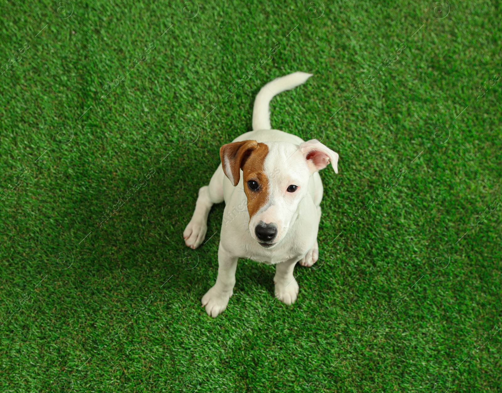 Photo of Cute Jack Russel Terrier on green grass, top view. Lovely dog