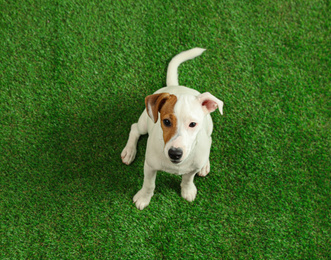 Photo of Cute Jack Russel Terrier on green grass, top view. Lovely dog