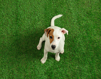 Cute Jack Russel Terrier on green grass, top view. Lovely dog