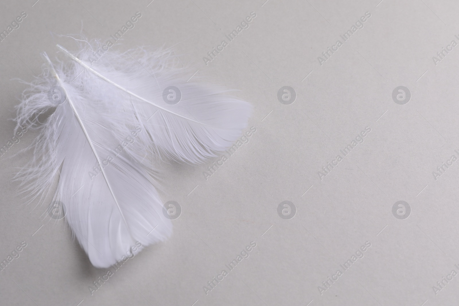 Photo of Fluffy white feathers on light grey background, flat lay. Space for text