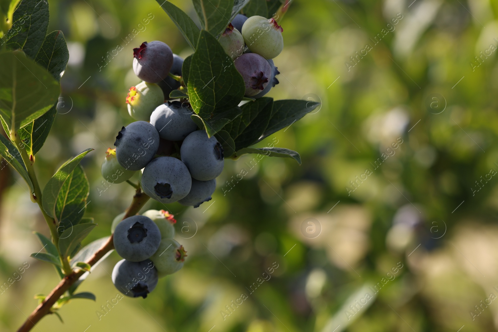 Photo of Wild blueberries growing outdoors, closeup and space for text. Seasonal berries