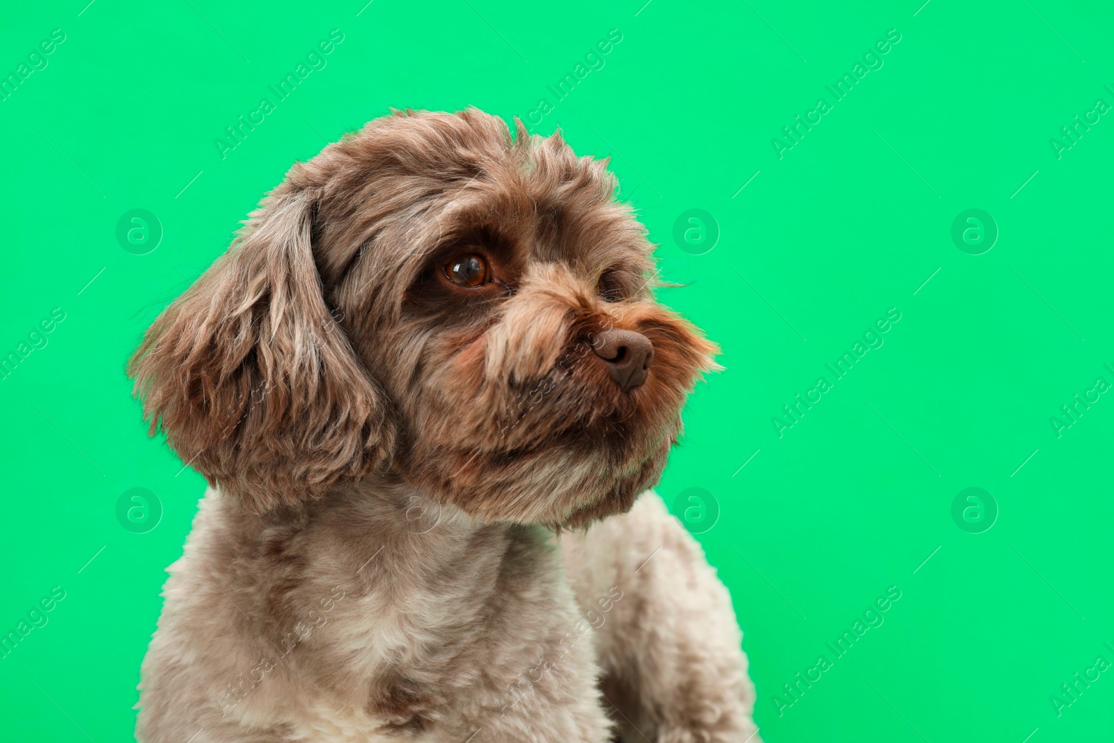 Photo of Cute Maltipoo dog on green background, space for text. Lovely pet