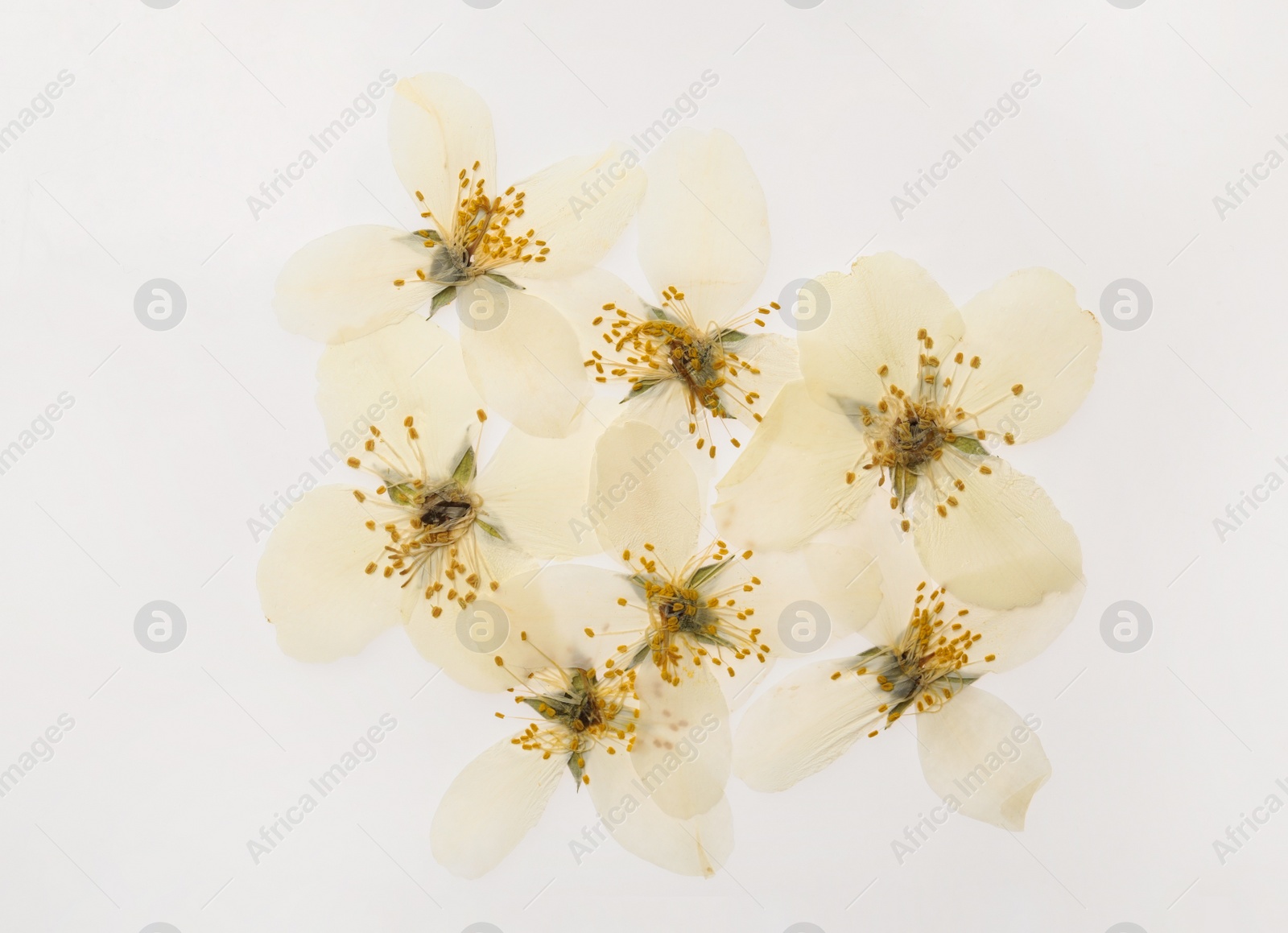 Photo of Wild dried meadow flowers on white background, top view