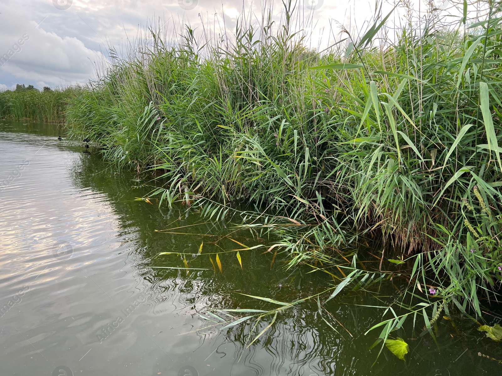 Photo of Picturesque view of river reeds and cloudy sky