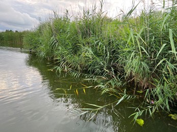 Picturesque view of river reeds and cloudy sky