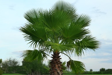 Beautiful view of palm tree against blue sky. Tropical plant