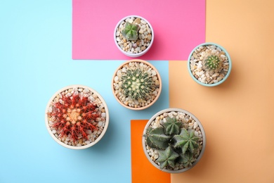 Beautiful cacti on color background, top view