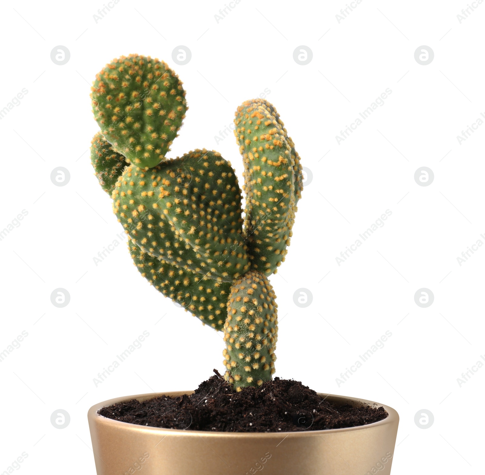 Photo of Beautiful green Opuntia cactus in ceramic pot on white background