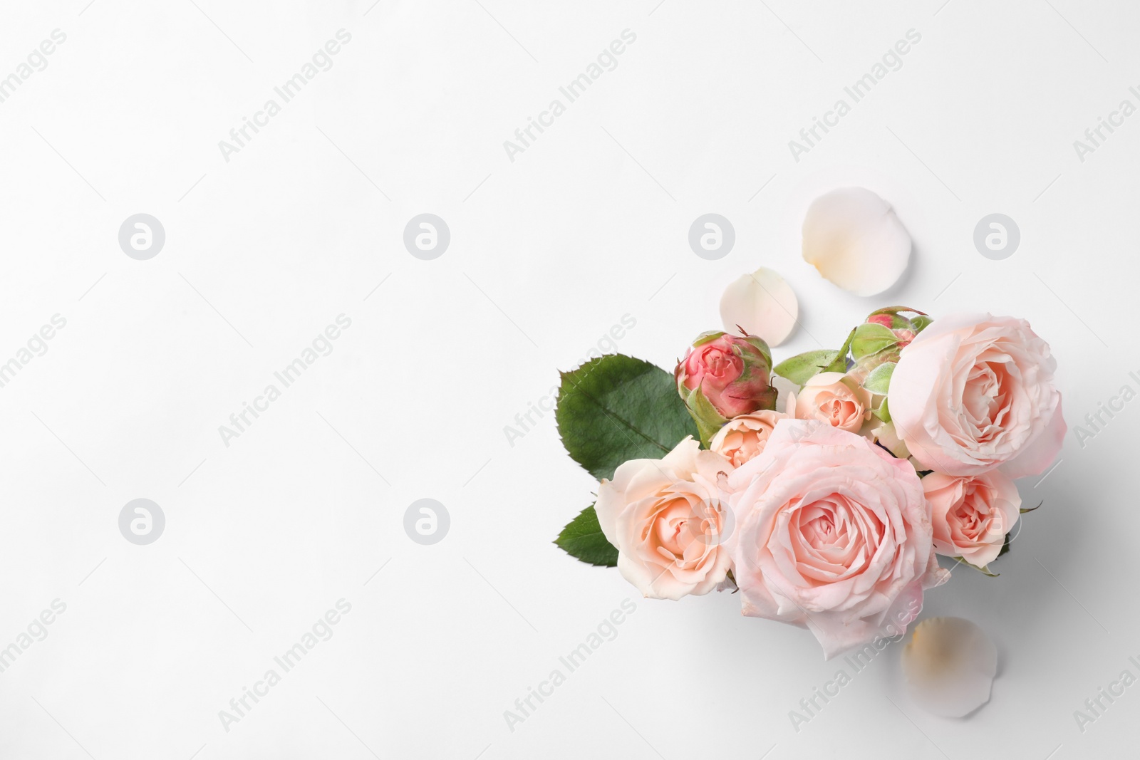 Photo of Beautiful roses and space for text on white background, top view