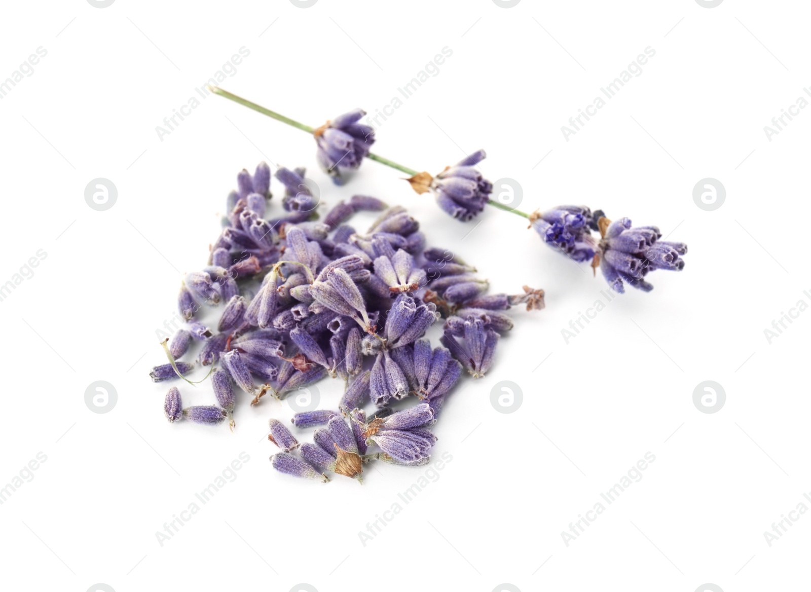 Photo of Beautiful blooming lavender flowers on white background