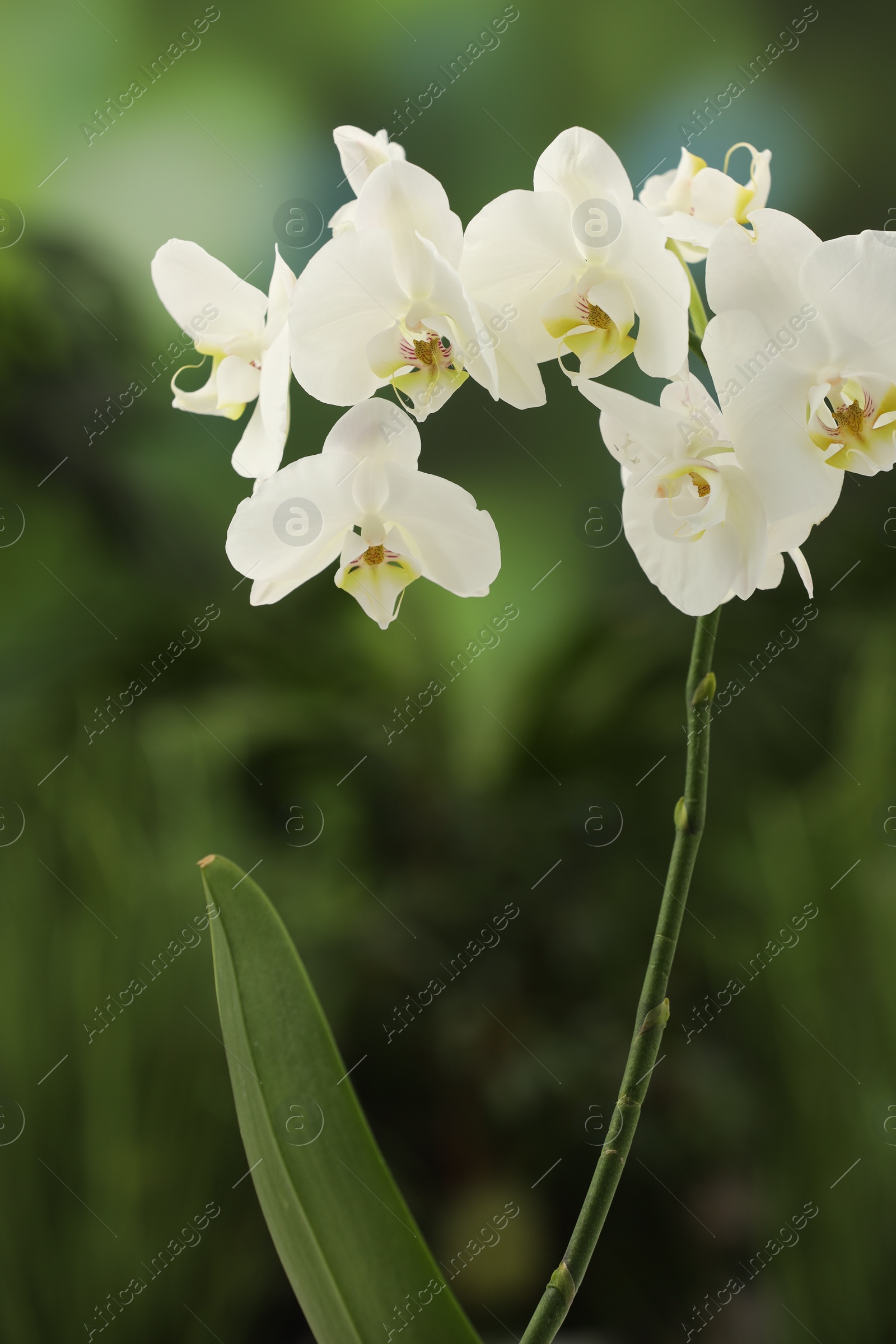 Photo of Branch with beautiful orchid flowers on blurred background, closeup