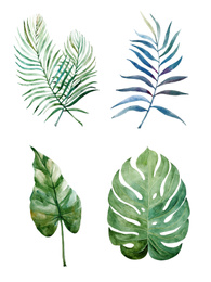 Image of Beautiful watercolor tropical leaves painted on white paper