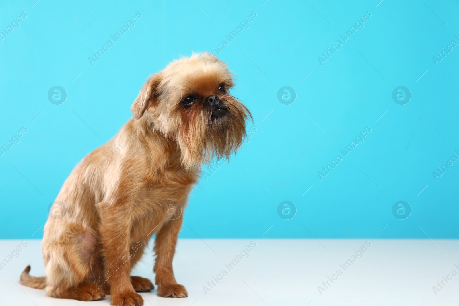 Photo of Studio portrait of funny Brussels Griffon dog on color background. Space for text