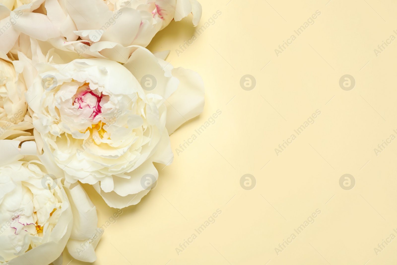 Photo of Beautiful white peonies on beige background, flat lay. Space for text