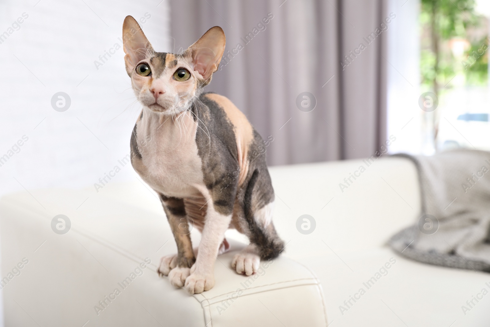 Photo of Adorable Sphynx cat on sofa at home, space for text. Cute friendly pet