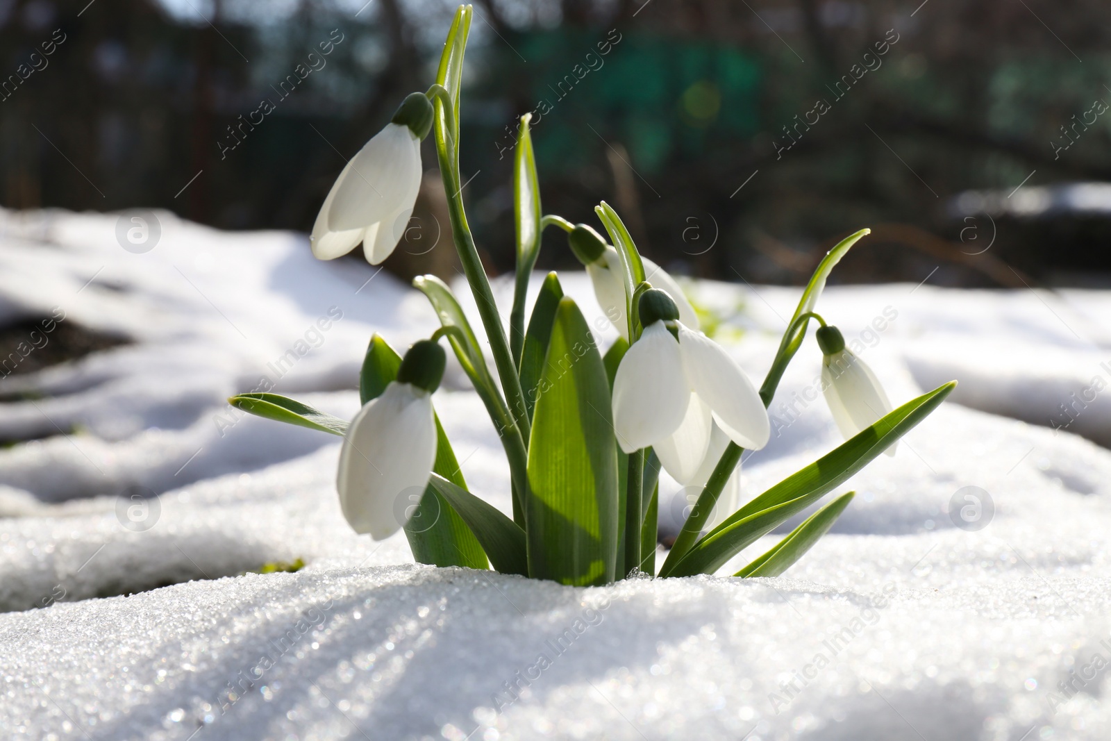 Photo of Beautiful blooming snowdrops growing in snow outdoors. Spring flowers